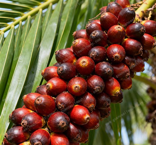 Palm fruit