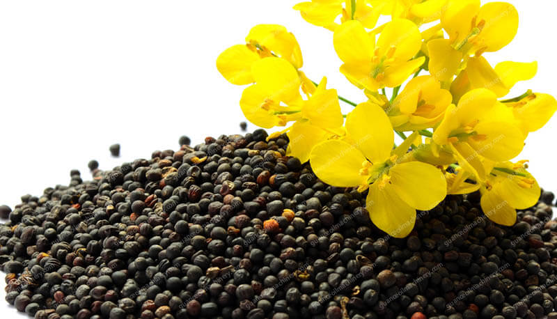 Rapeseeds
