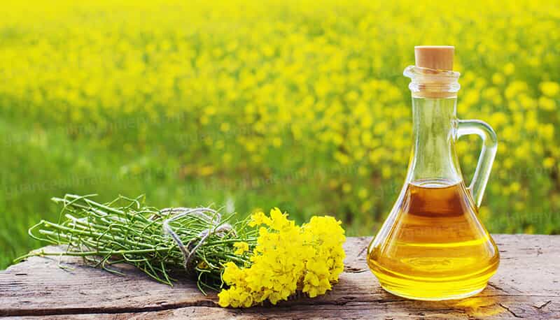 Crude Rapeseeds Oil