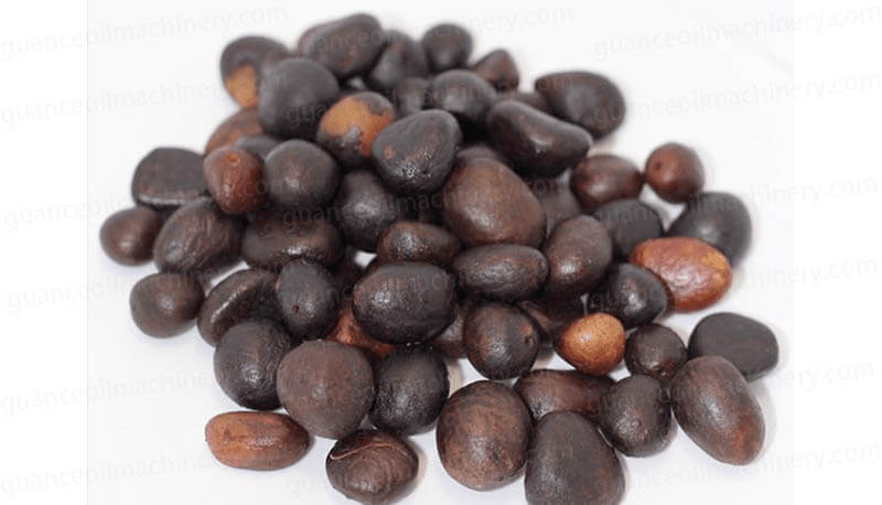 Palm Kernels