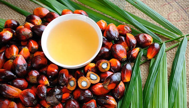 Palm Oil Processing Solutions