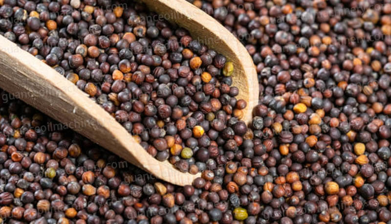 Rapeseeds Oil Pressing