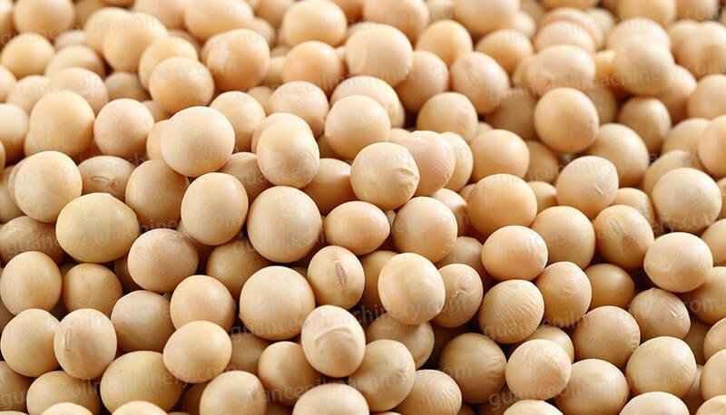 Soybean