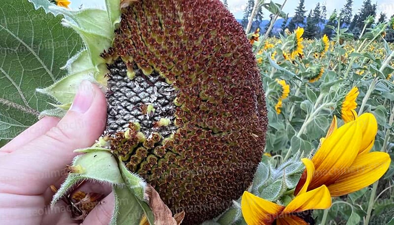 Sunflower