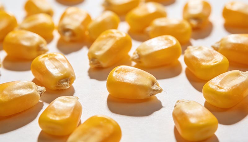 Corn Germ