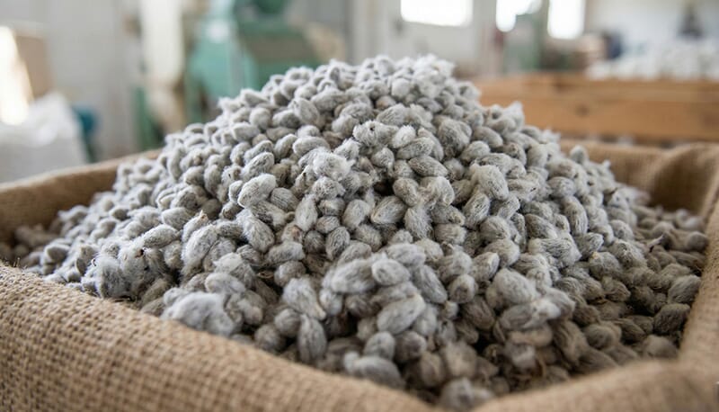 Fuzzy whole cottonseed