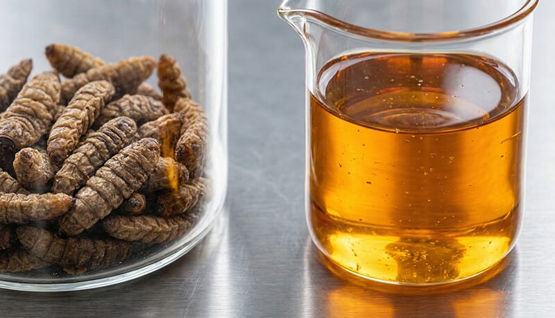 Soldier Fly Larvae Oil Processing Plant Cover