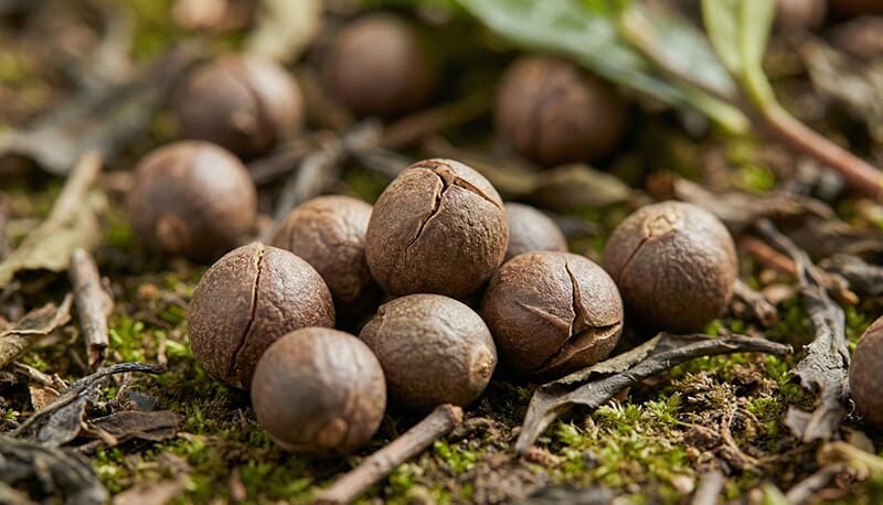 Tea Seed