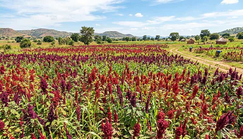 Mature amaranth plants in Nigeria suitable for premium oil extraction