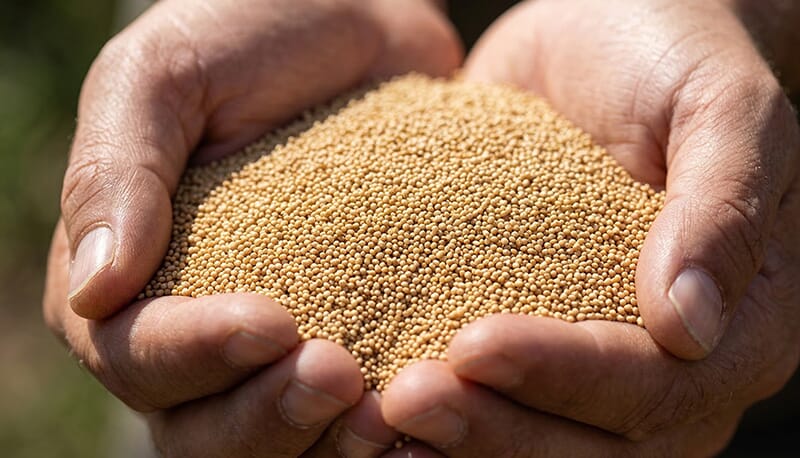 Premium golden amaranth seeds ready for high-yield oil extraction