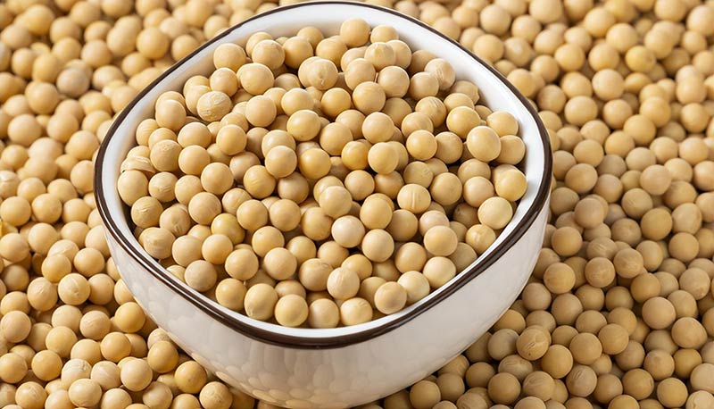 soybean