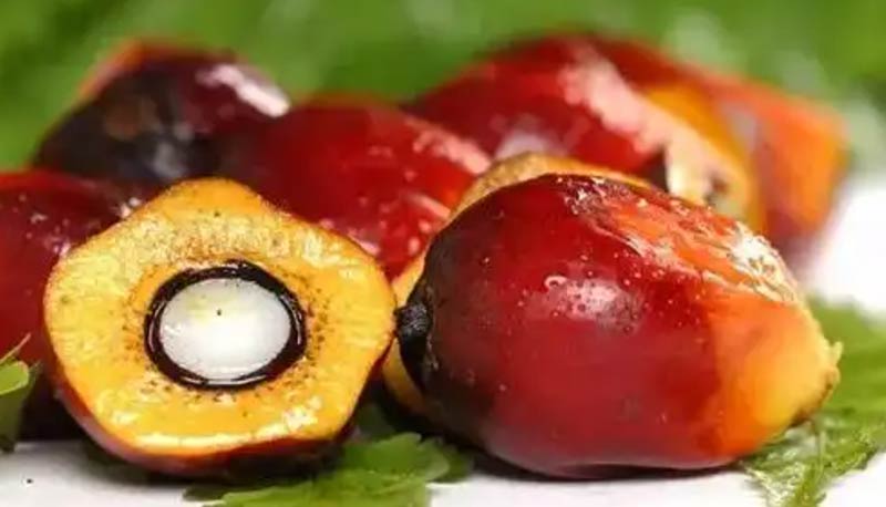 palm-fruit-and-palm-kernel