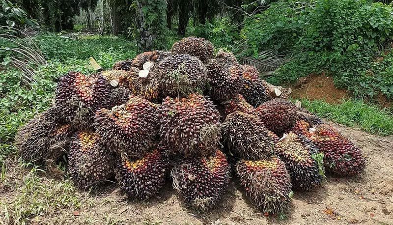 palm-fruit-bunch