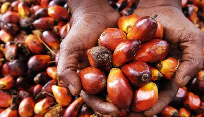 palm-fruit